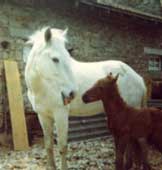 Joies et peines mêlées